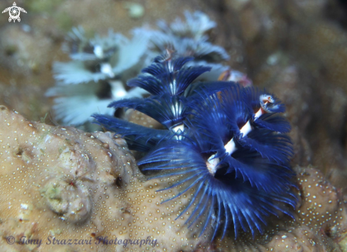 A Christmas Tree Worm