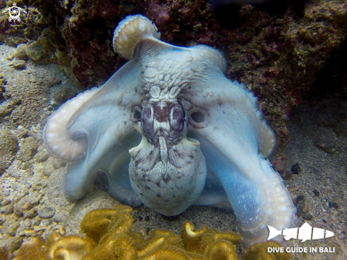 A Octopus cyanea