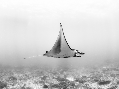 A Manta Ray