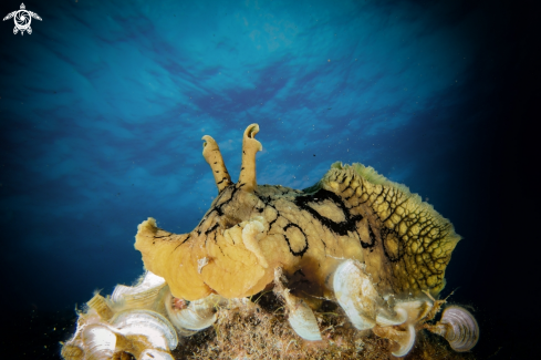 A    Nudibranch