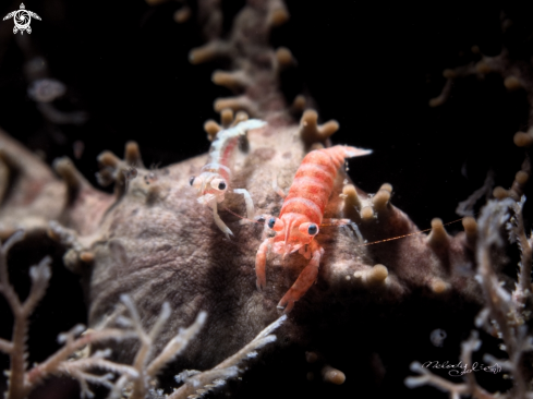 A Basket Star Shrimp 