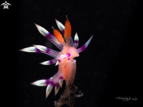 Nudibranch