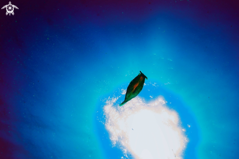 A nudibranch
