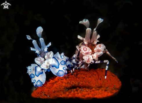 A Arlequin shrimp