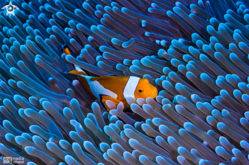 A Clownfish