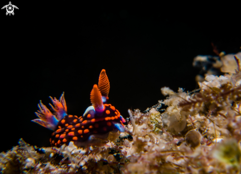 A Nudibranch