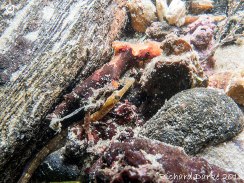 A Pipe Fish