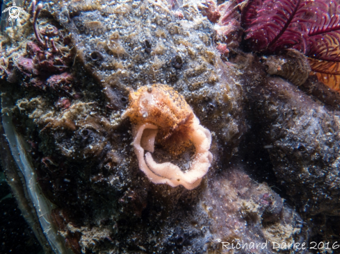 A Blotchy Dorid