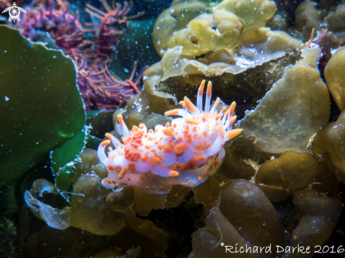 A Limacia clavigera | Orange-clubbed Nudibranch