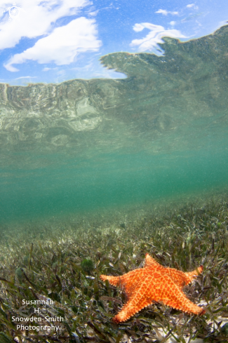 A Oreaster reticulatus | Starfish