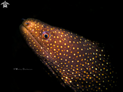 A Gymnothorax meleagris | Turkey moray