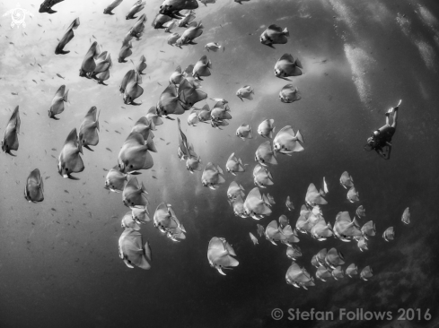 A Longfin Batfish