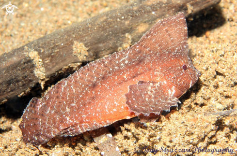 A Ablabys taenianotus | Waspfish