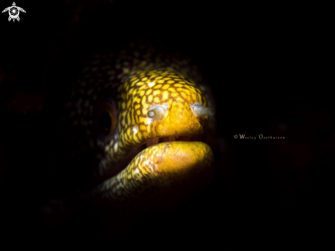 A Abbott's moray eel