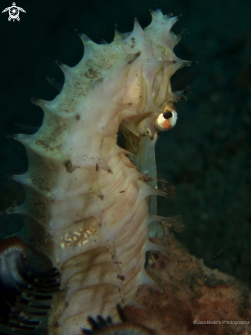 A Spiny Sea Horse