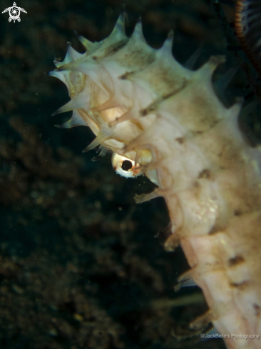 A Hippocampus histrix | Spiny Sea Horse