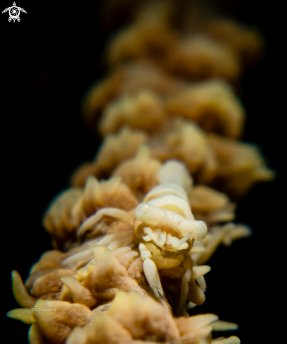 A Anker's whip coral shrimp