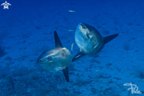 A mola mola