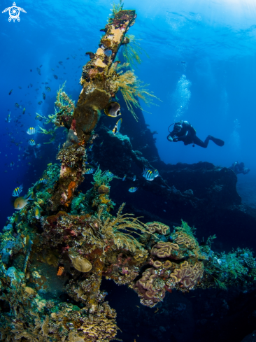 A Liberty Wreck