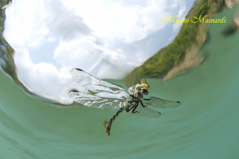 A Dragonfly