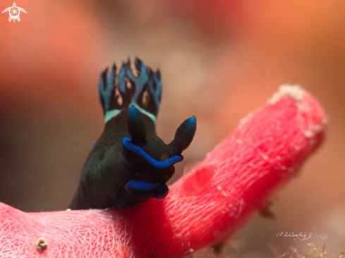 A Nudibranch