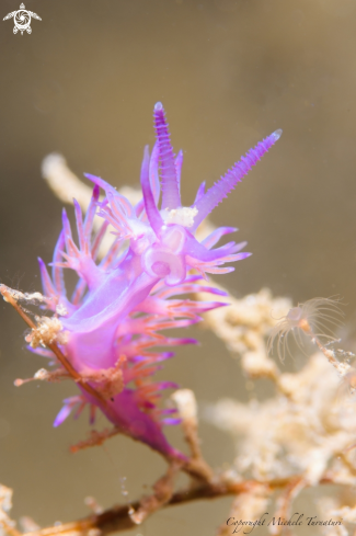 A Flabellina 