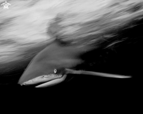 A Carcharhinus longimanus | Oceanic White Tip Shark