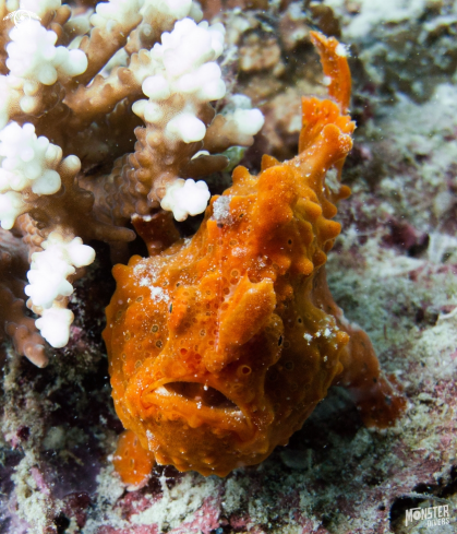 A Antennariidae | Frog fish 