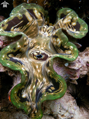 A Giant clam 