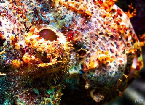 A Devil Scorpion fish 