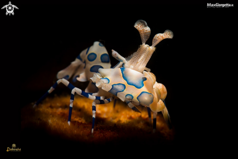 A hymenocera picta | arlequin shrimp