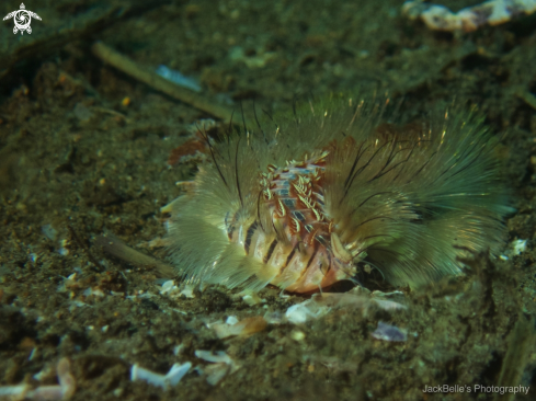 A Bearded Fireworm