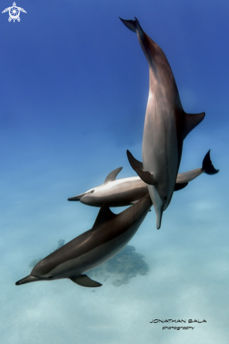 A Stenella | Dolphin
