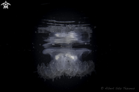 A Jellyfish