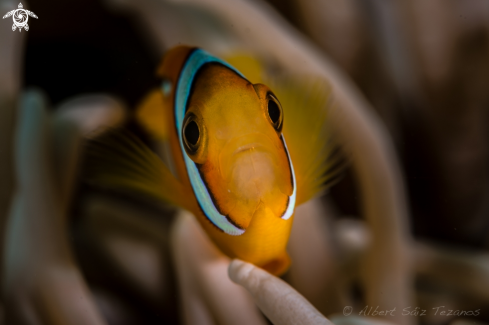 A Clark's anemonefish