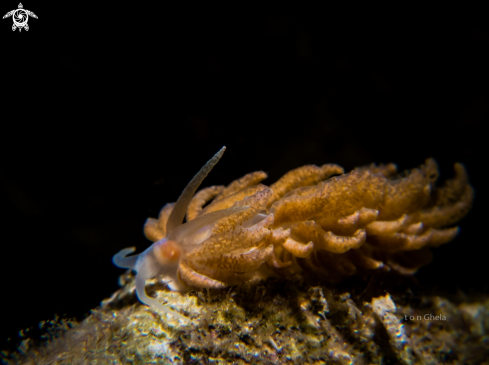 A Nudibranch