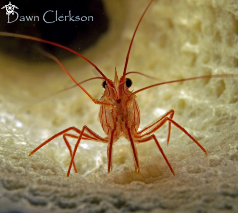 A Peppermint Shrimp