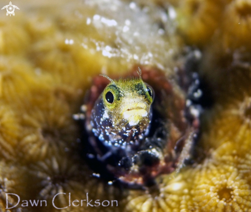 A Acanthemblemaria Spinosa | Spineyhead Blenny