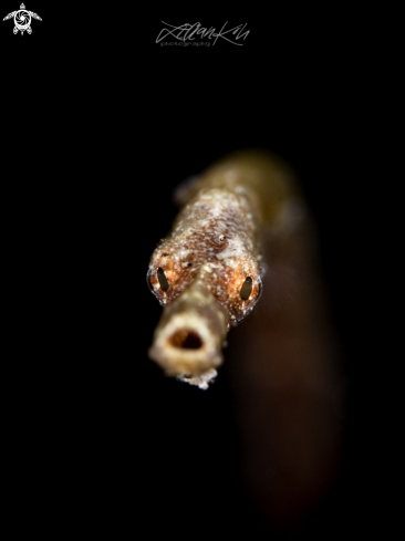 A Trachyrhamphus bicoarctatus | Pipefish