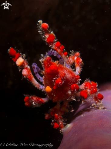 A Pelia mutica | Cryptic teardrop crab