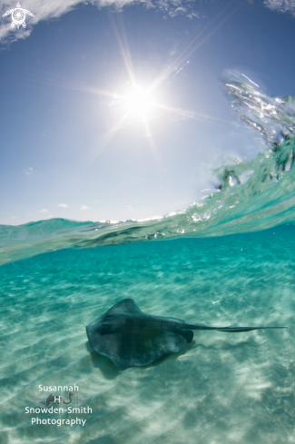 A Stingray