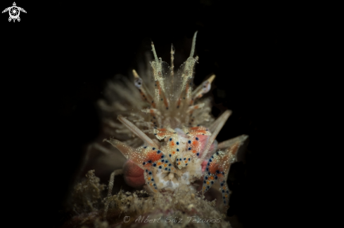 A Spiny Tiger Shrimp