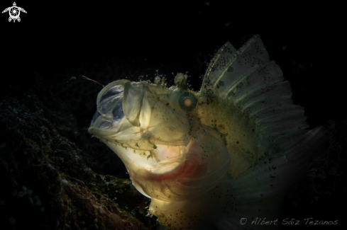 A Leaf scorpionfish