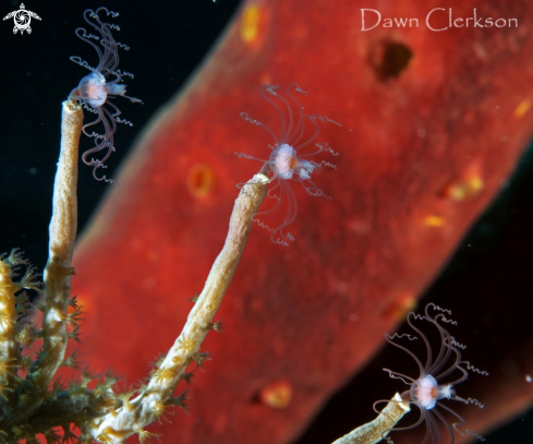 A Ralpharia sp | Solitary Hydroid