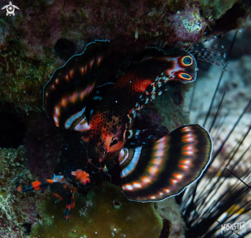 A Dendrochirus bioceliatus | Twinspot lionfish 