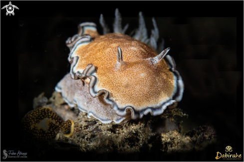 A Nudibranch