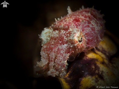 A Cuttlefish