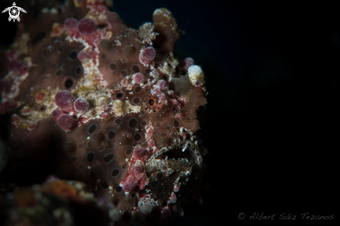 A Warty Frogfish