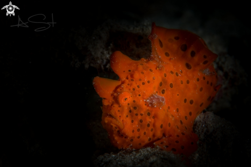 A Frogfish