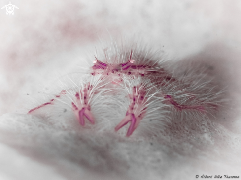 A Hairy Squat Lobster